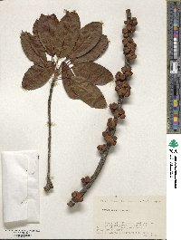 Ficus virens image