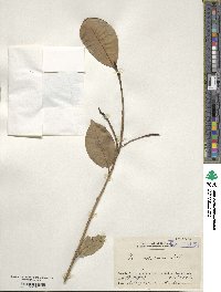 Ficus virens image