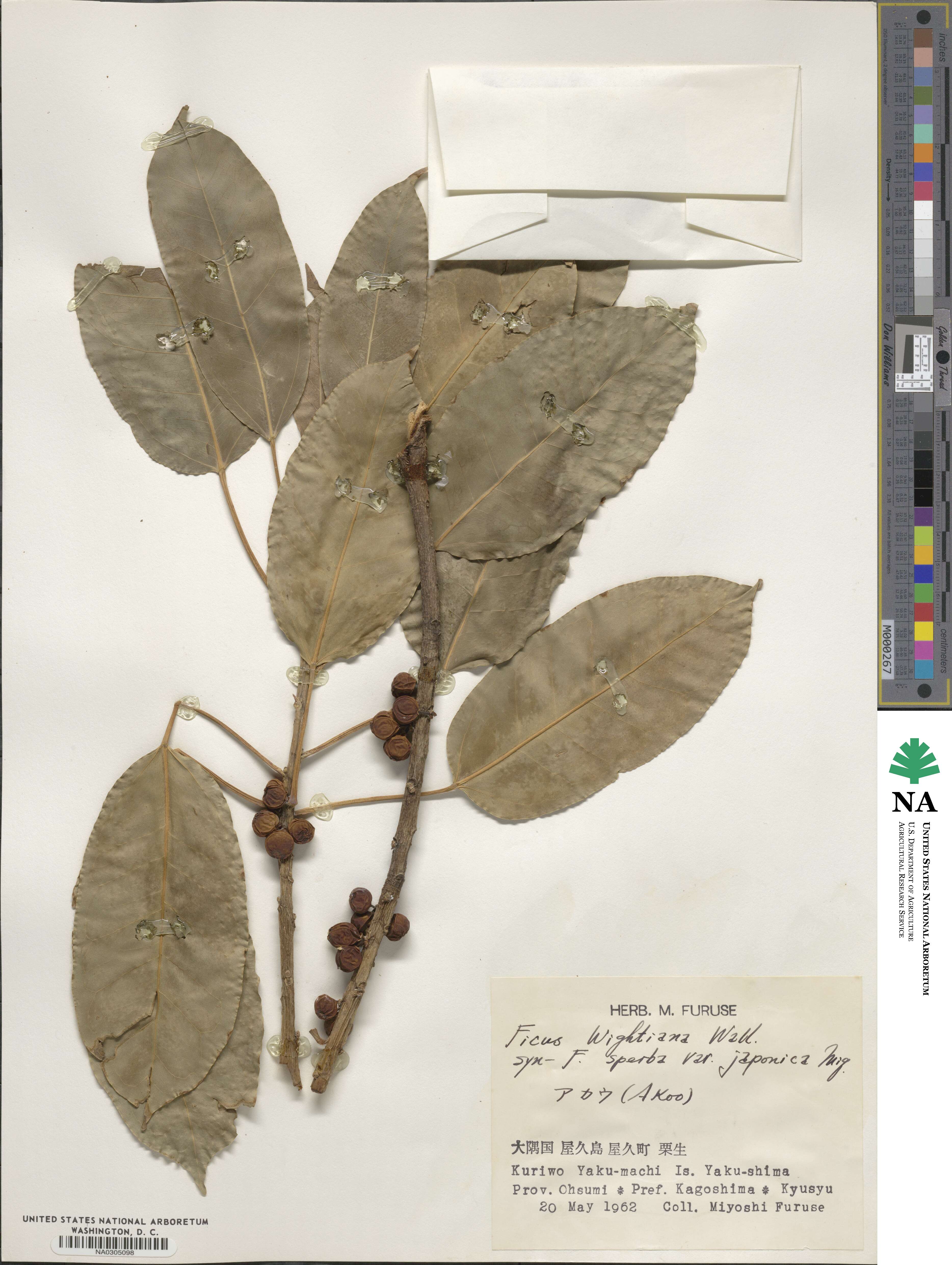 Ficus virens image