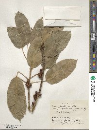 Ficus virens image