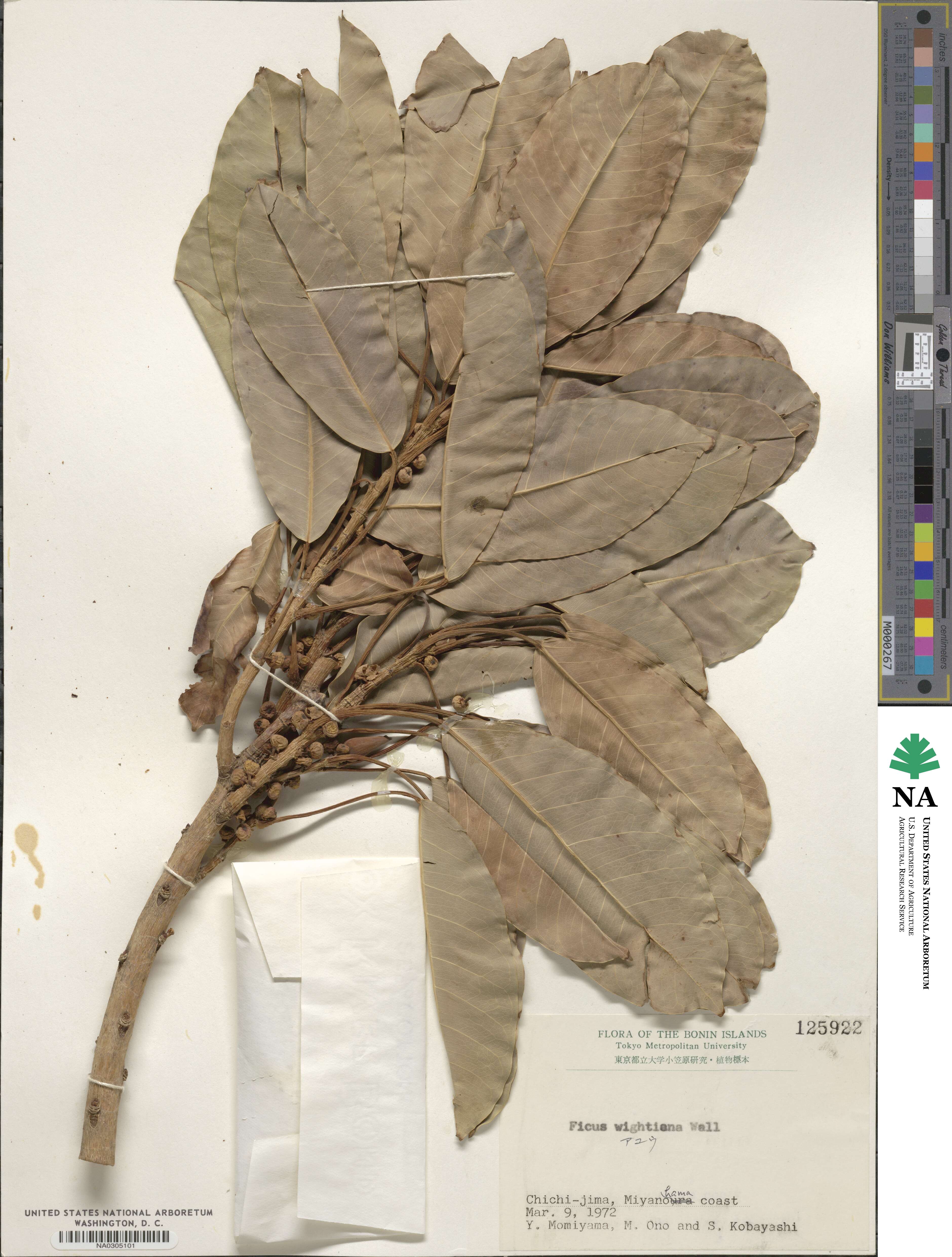 Ficus virens image