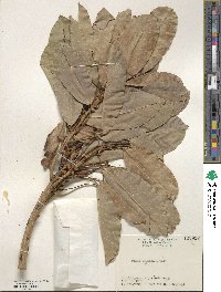 Ficus virens image