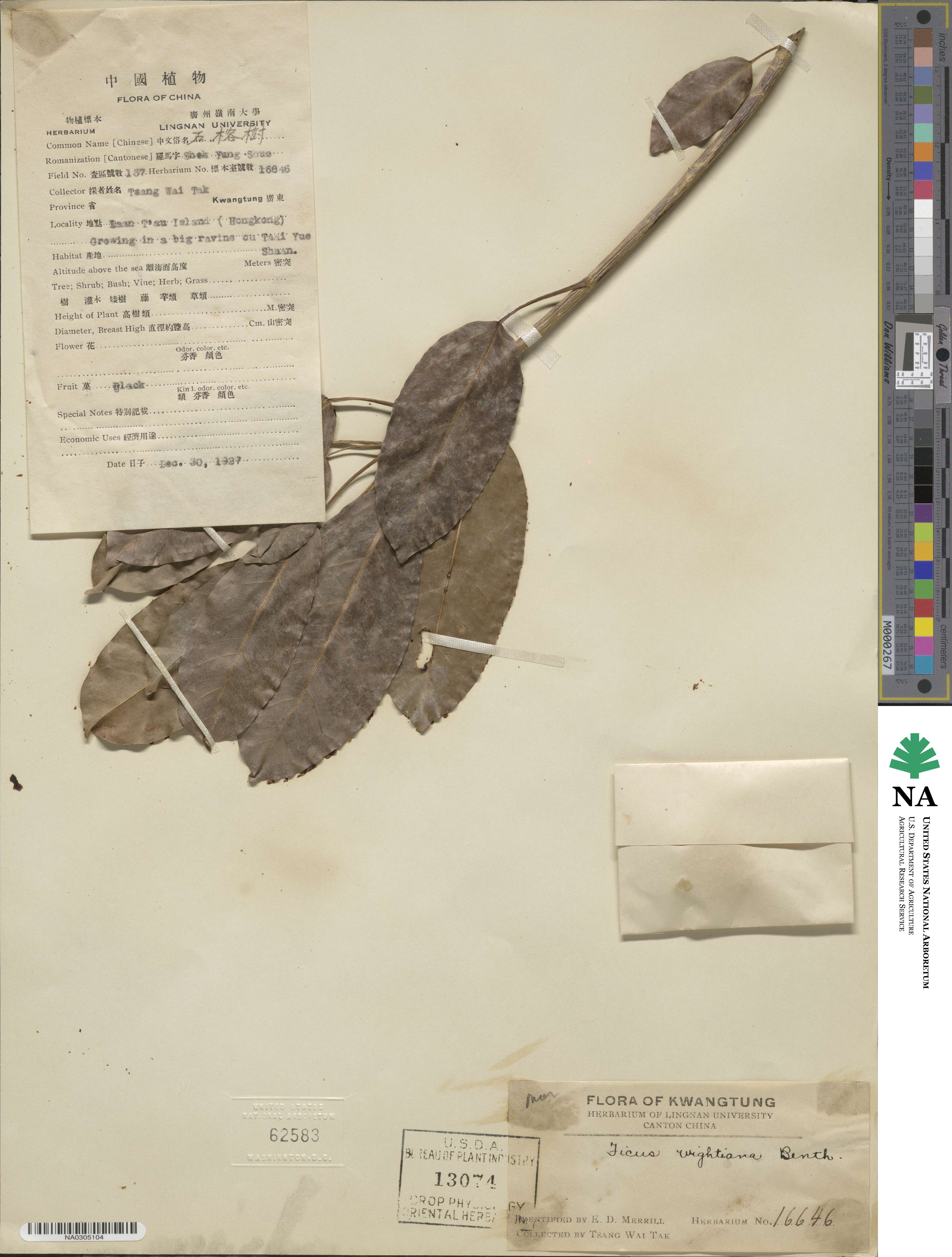 Ficus virens image