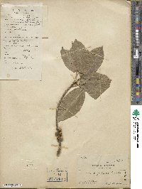 Ficus virens image