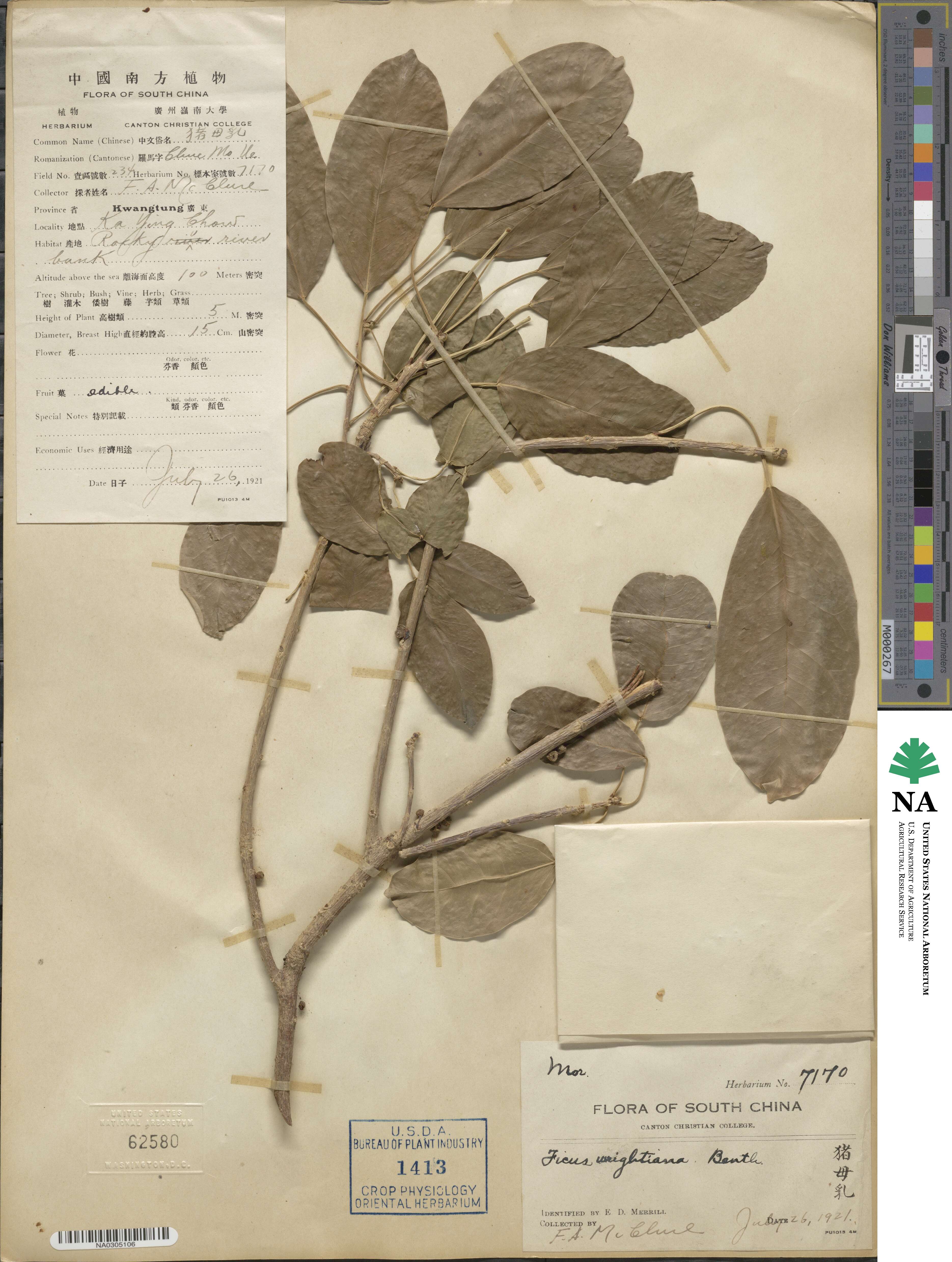 Ficus virens image