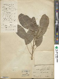 Ficus virens image