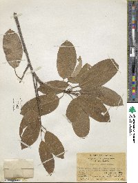 Ficus virens image