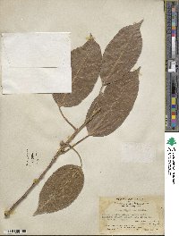 Ficus virens image