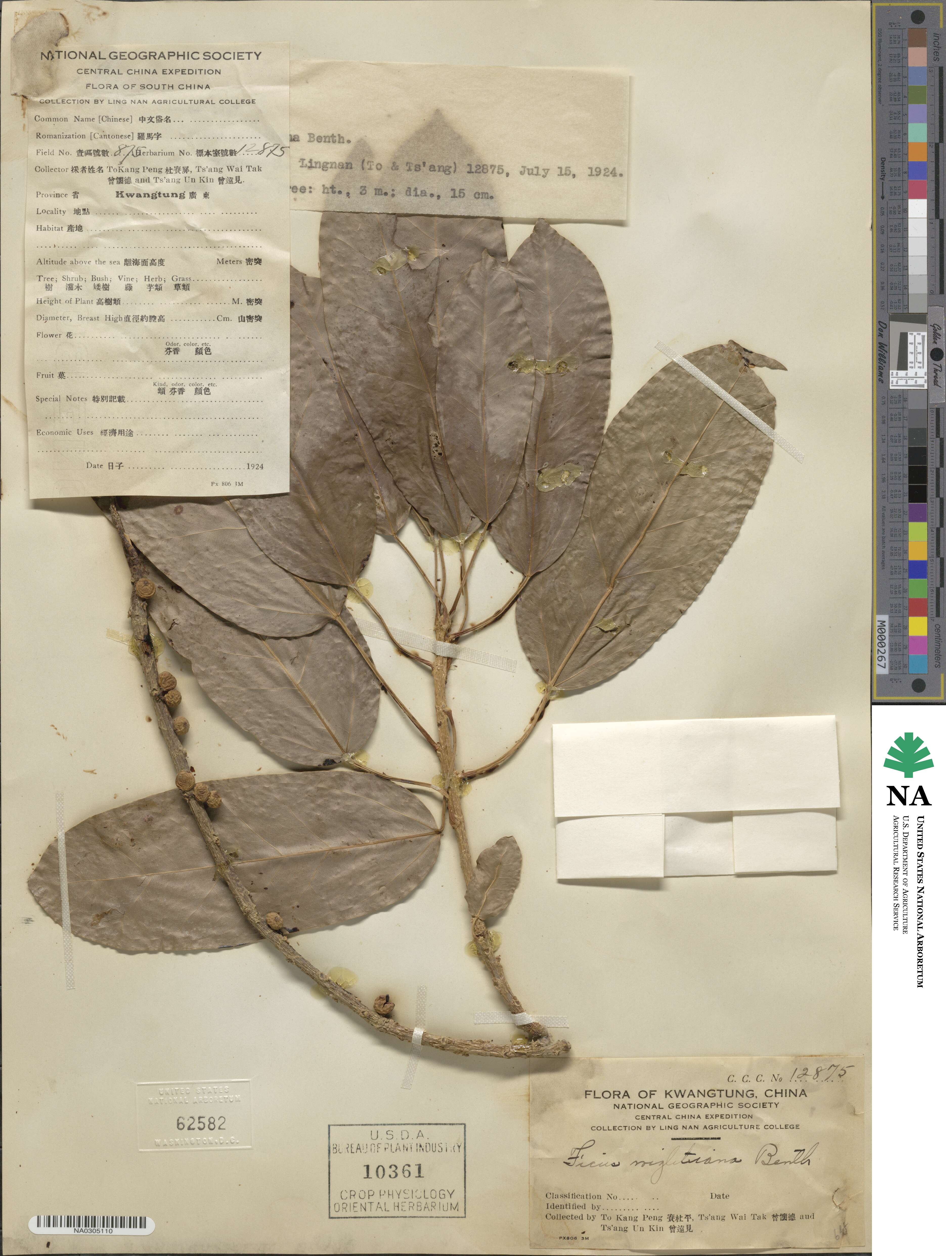 Ficus virens image