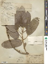 Ficus virens image