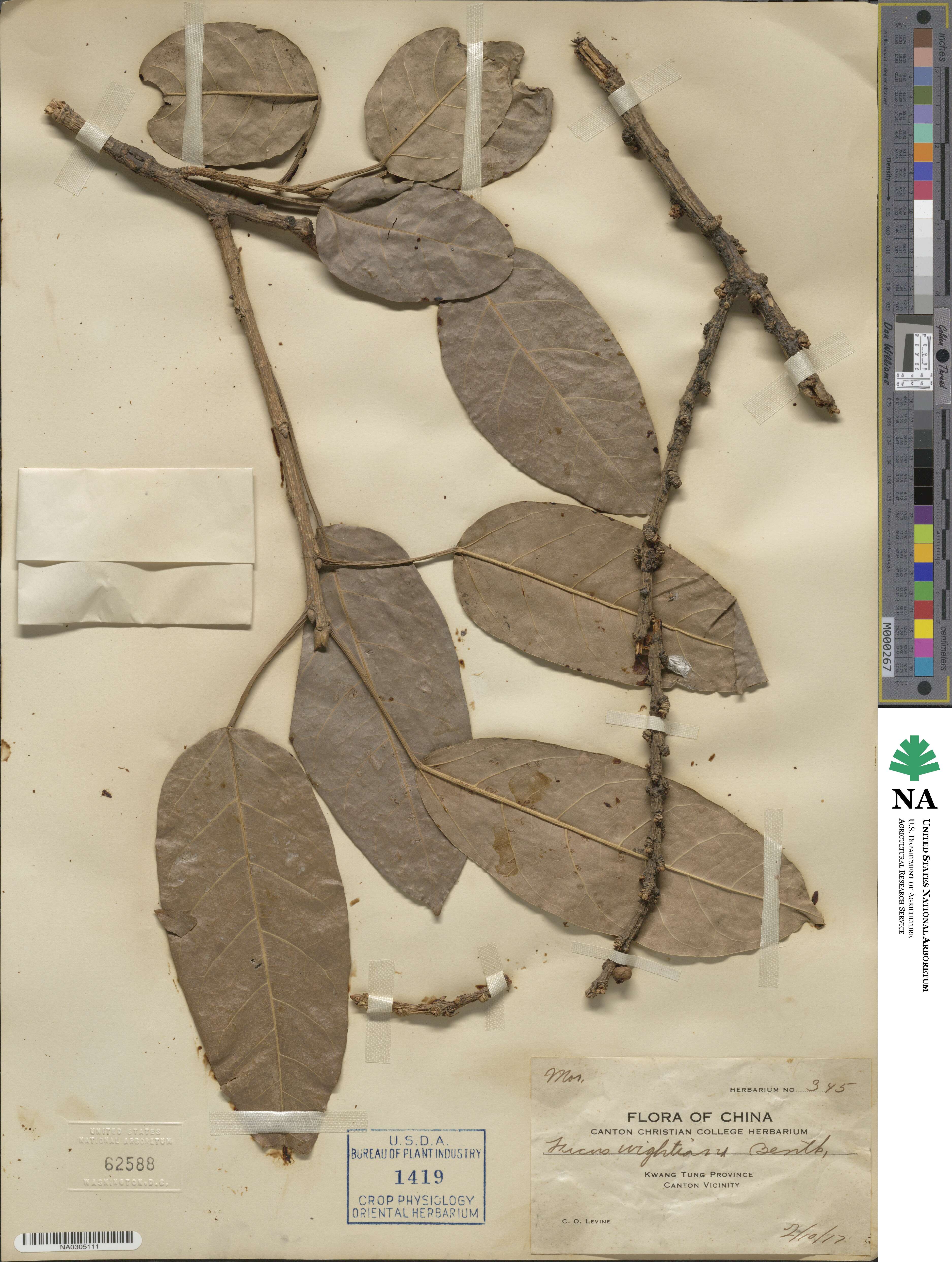 Ficus virens image