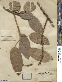 Ficus virens image