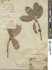 Ficus virens image