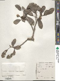 Ficus thonningii image