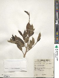 Ficus burtt-davyi image