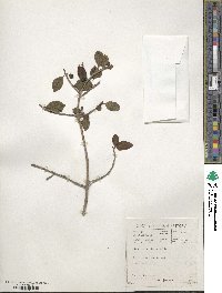 Ficus burtt-davyi image