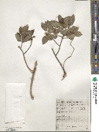 Ficus burtt-davyi image