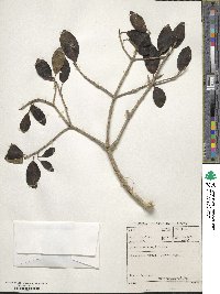 Ficus burtt-davyi image