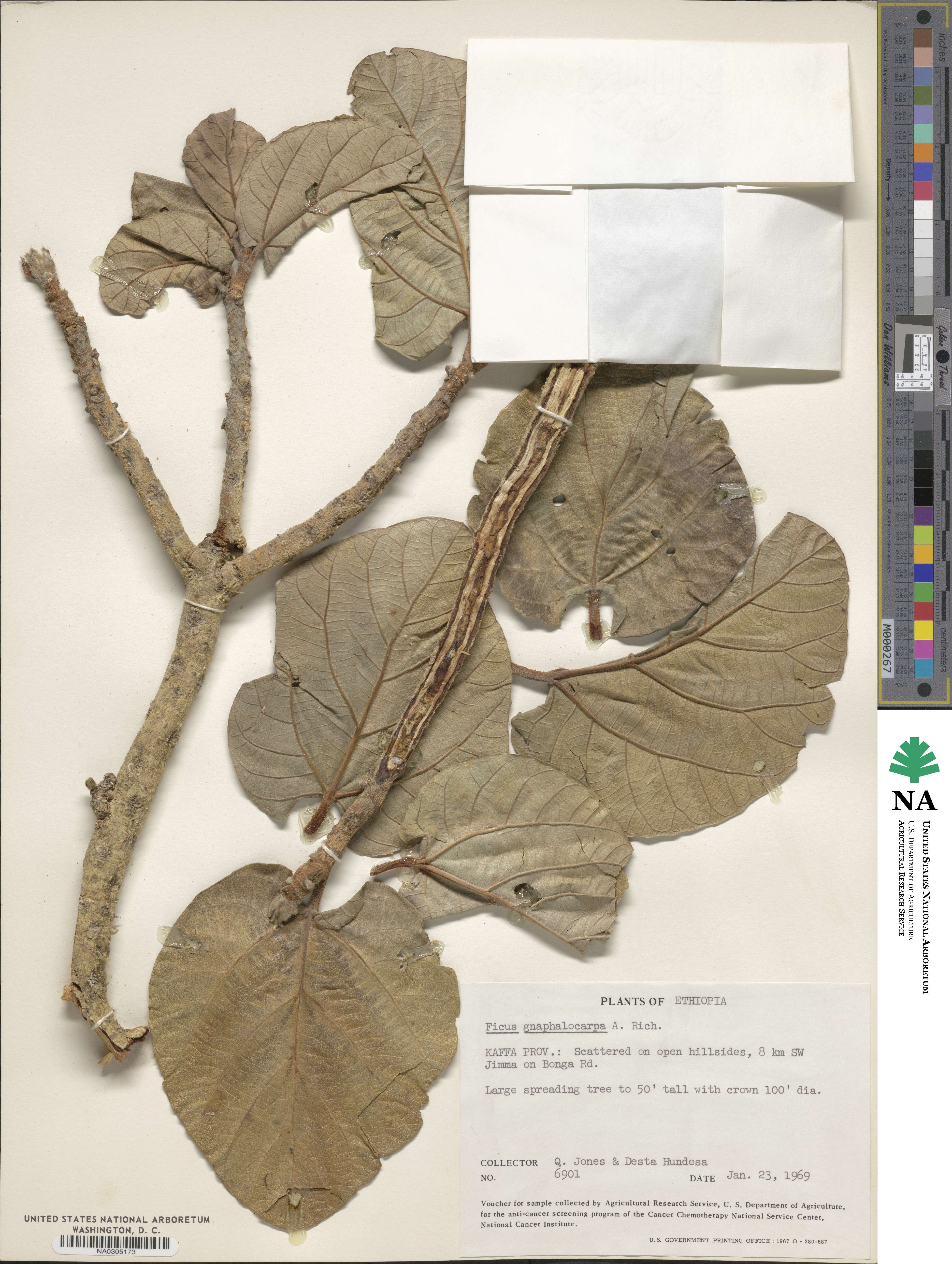 Ficus sycomorus subsp. gnaphalocarpa image