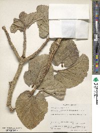 Ficus sycomorus image