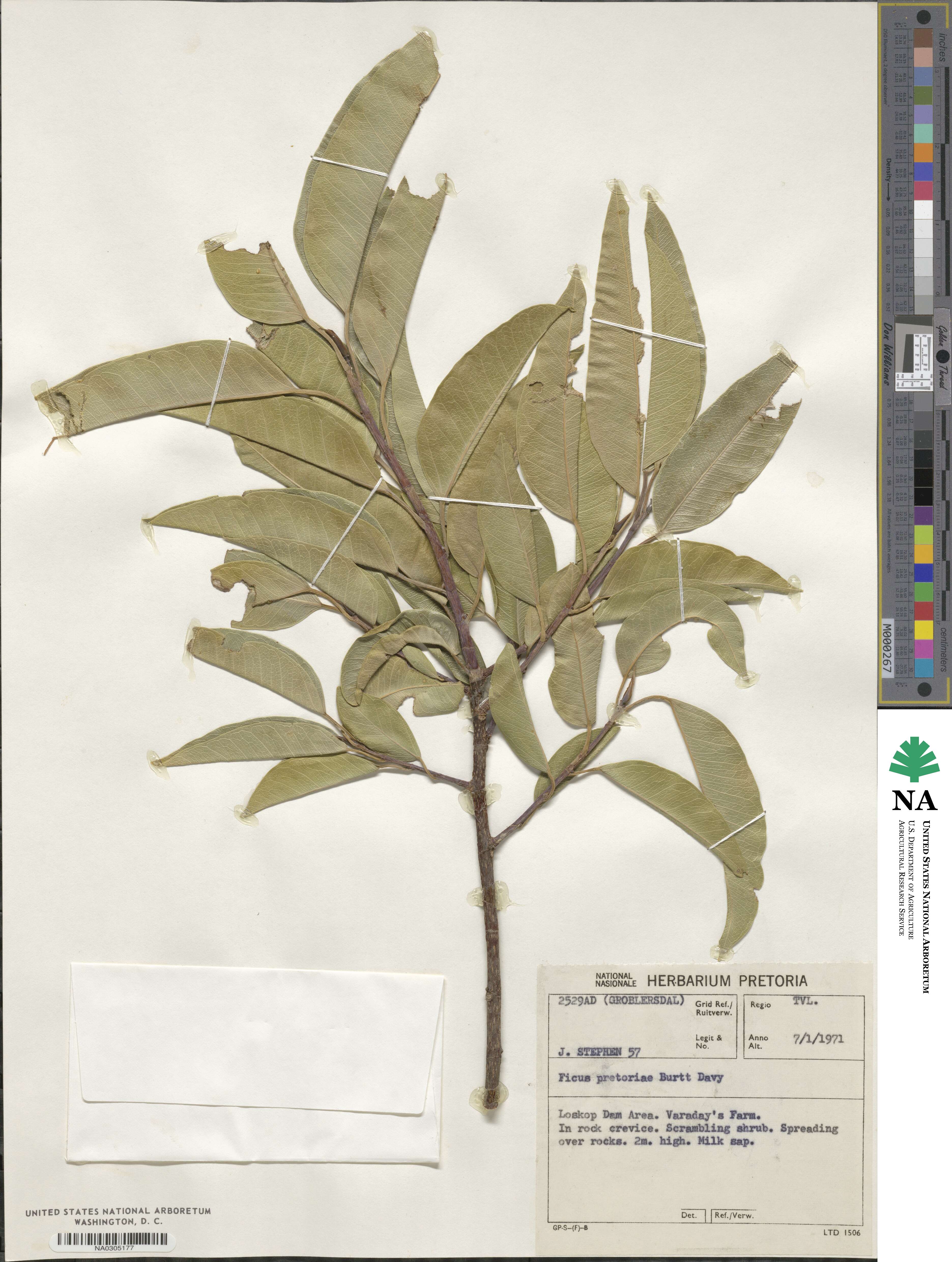 Ficus cordata subsp. salicifolia image