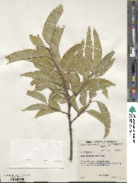 Ficus cordata image