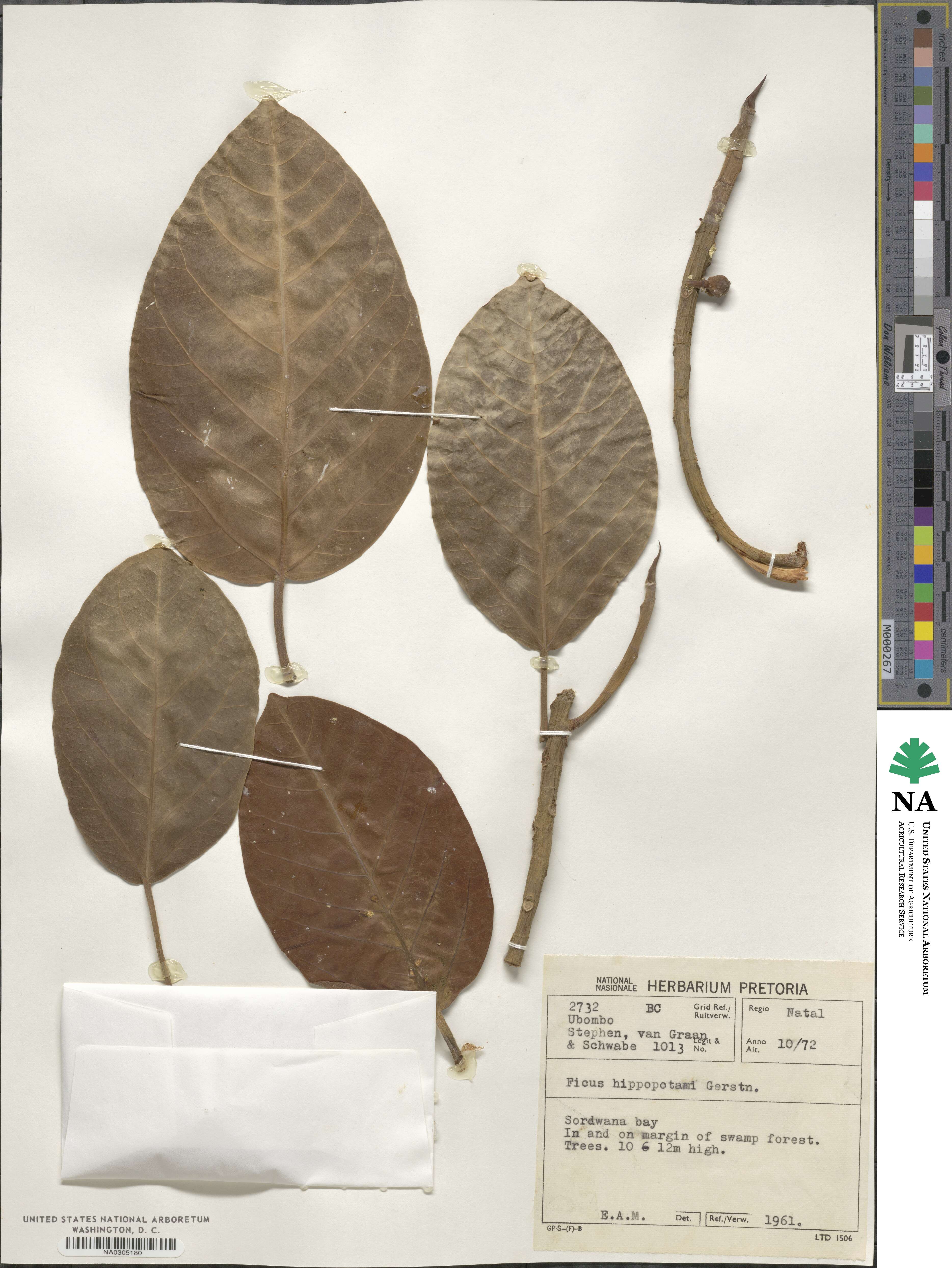 Ficus trichopoda image