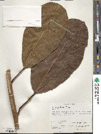 Ficus lutea image