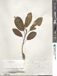 Ficus sansibarica image