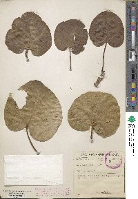 Ficus sycomorus image