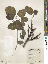 Ficus sycomorus image