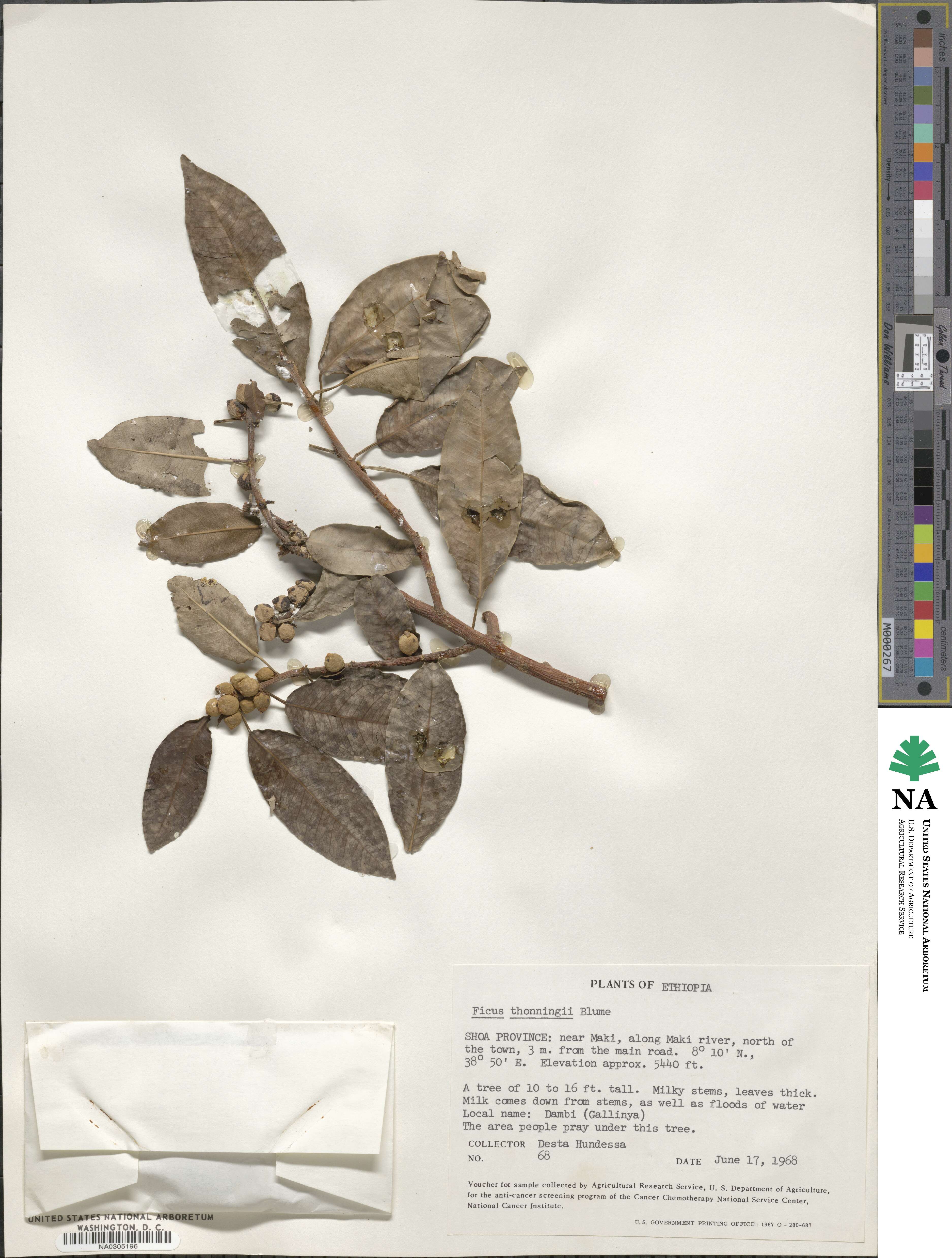 Ficus thonningii image