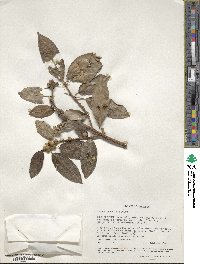 Ficus thonningii image