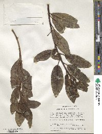 Ficus thonningii image