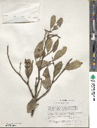 Ficus thonningii image