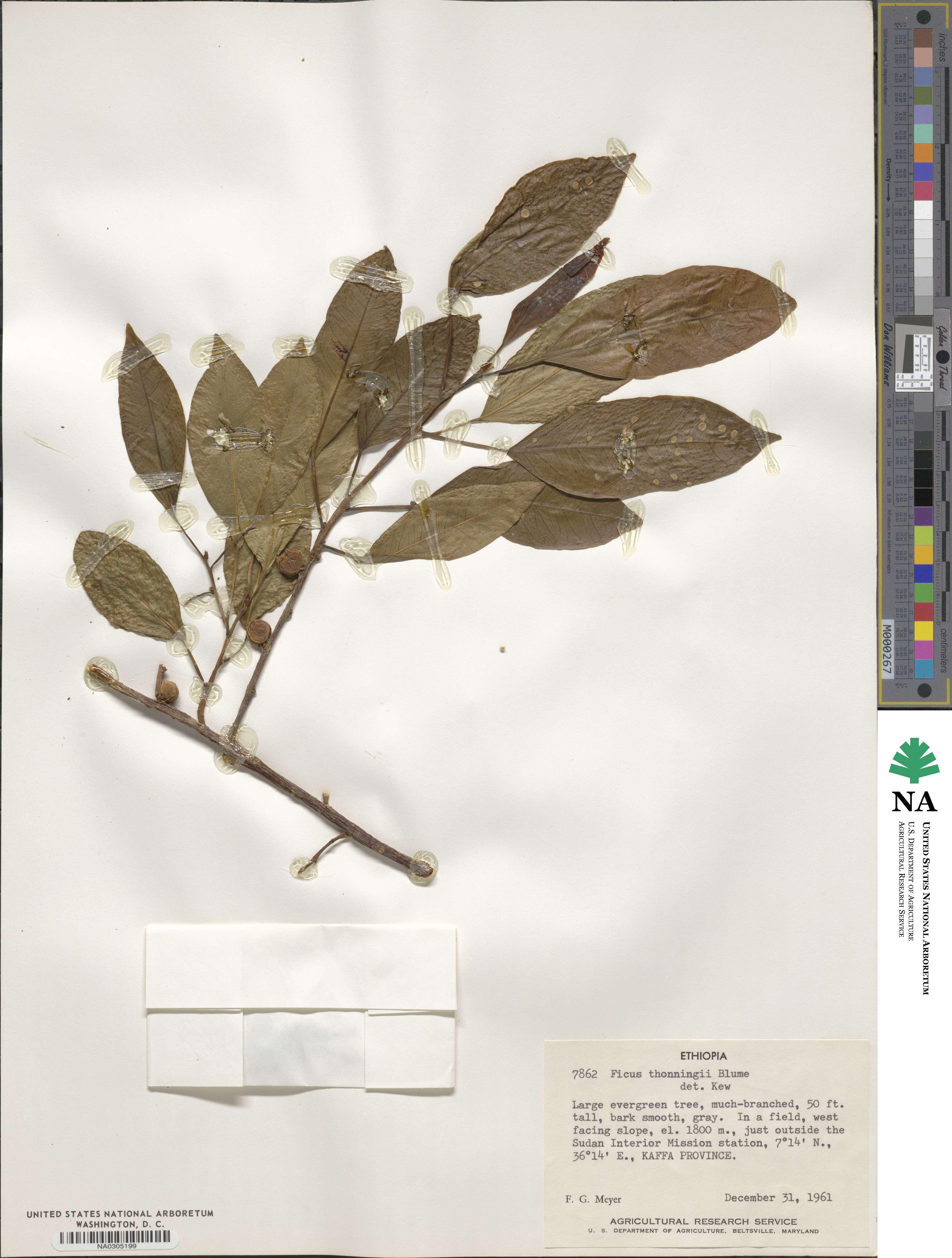Ficus thonningii image