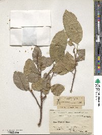 Ficus thonningii image