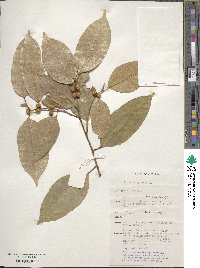 Ficus benjamina image