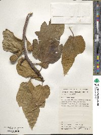 Ficus carica image