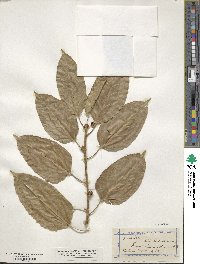 Ficus virens image