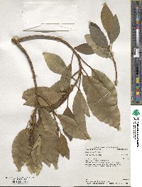 Ficus obliqua image