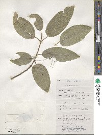 Ficus opposita image