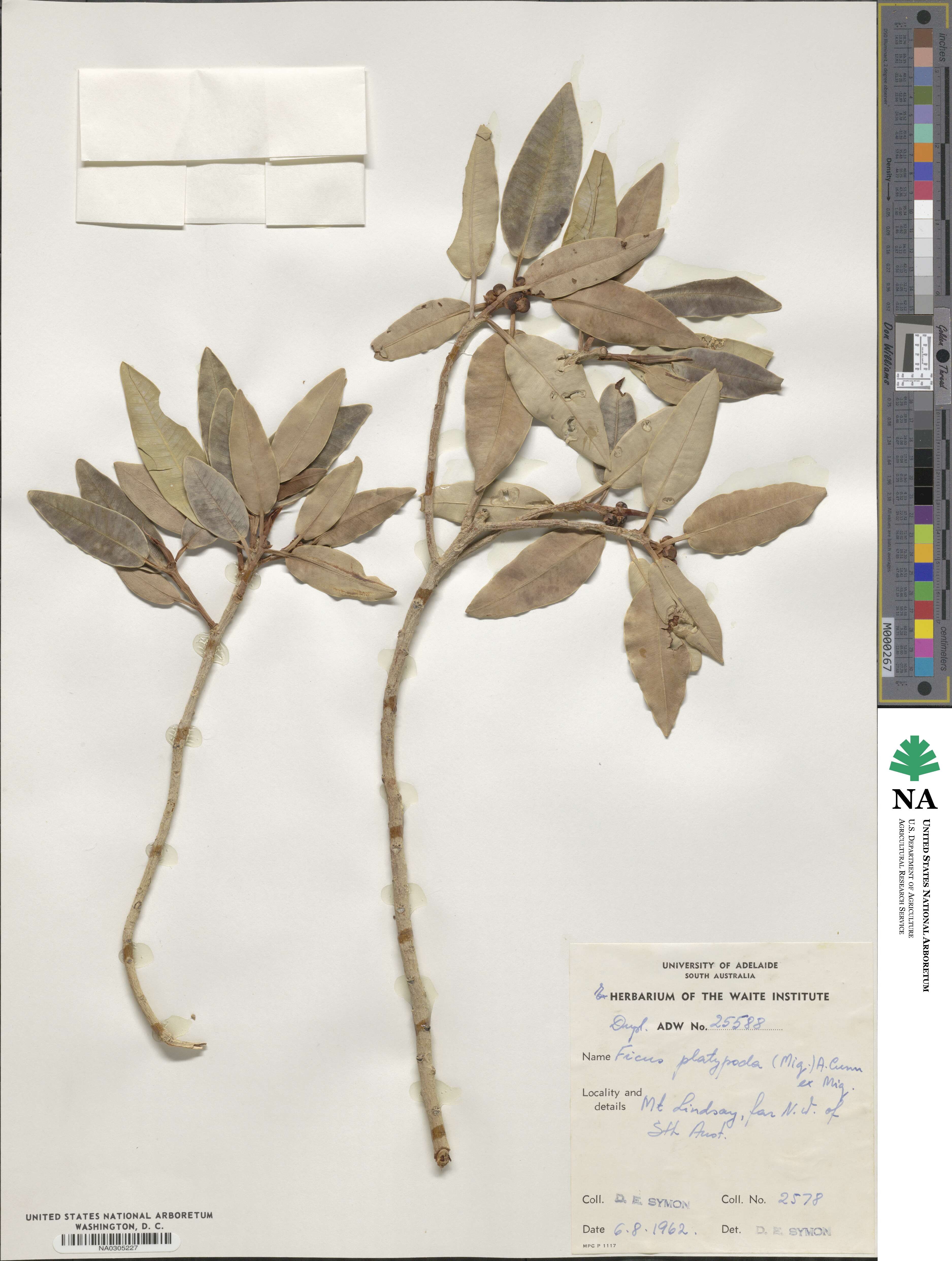 Ficus platypoda image