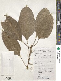 Ficus virens image