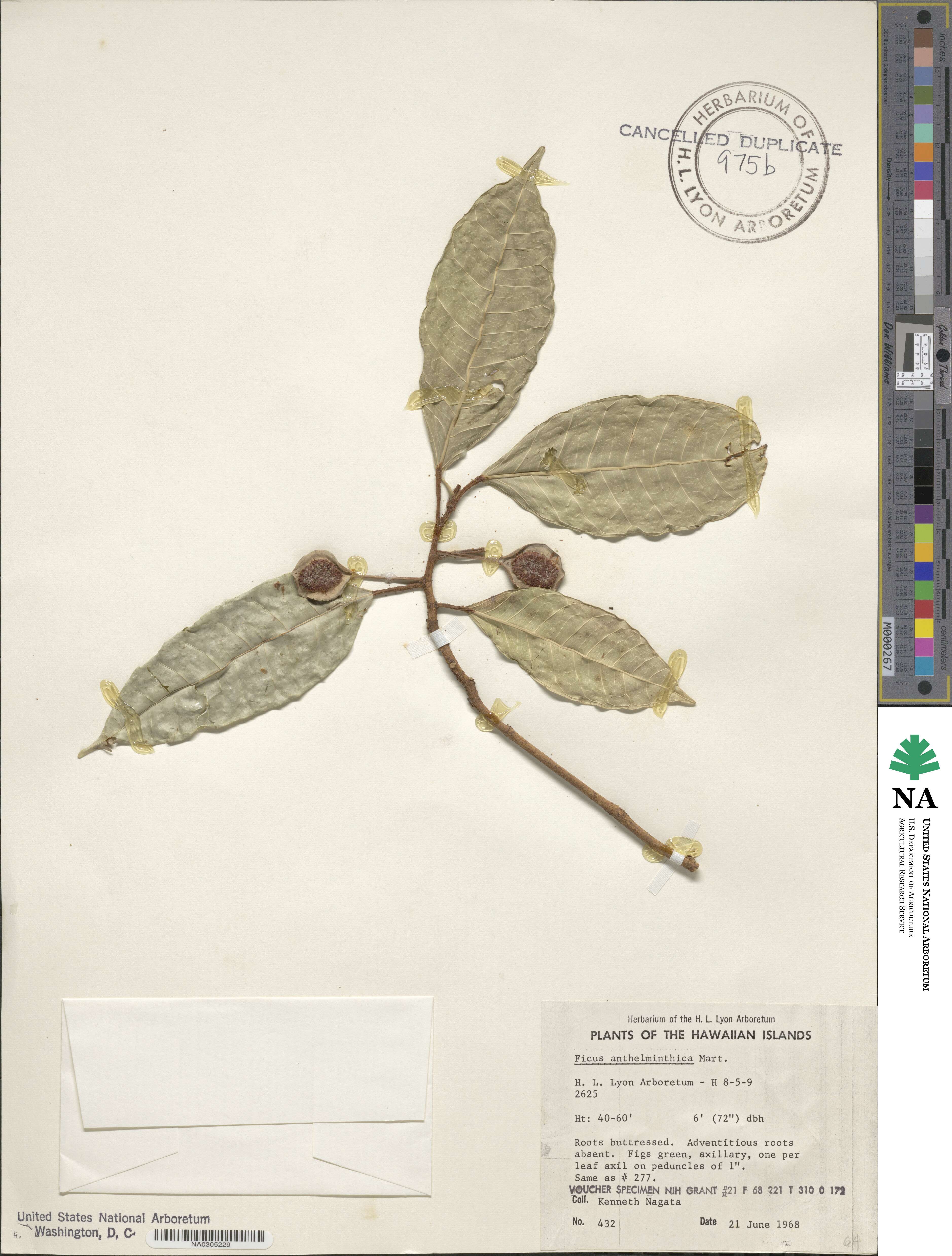 Ficus anthelminthica image