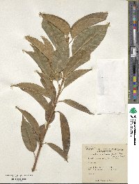 Ficus virens image