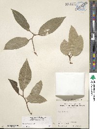 Ficus racemosa image