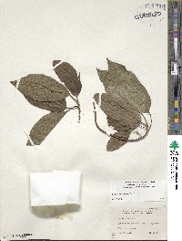 Ficus racemosa image