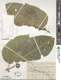 Ficus scabra image