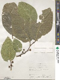 Ficus tinctoria image